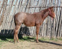 Red Roan