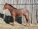Red Roan